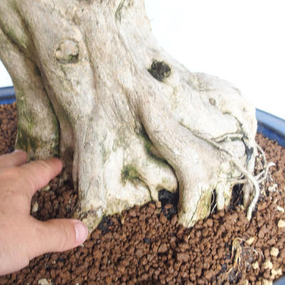 Pokojová bonsai - Duranta erecta aurea - 2