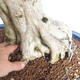 Pokojová bonsai - Duranta erecta aurea - 2/5