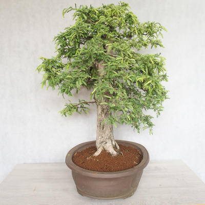 Pokojová bonsai - Vachellia leucophloea - Akacia - 2