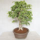 Pokojová bonsai - Vachellia leucophloea - Akacia - 2/6