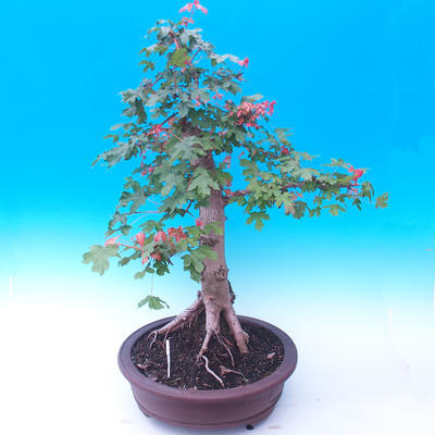 Venkovní bonsai -Javor babyka - Acer campestre - 2