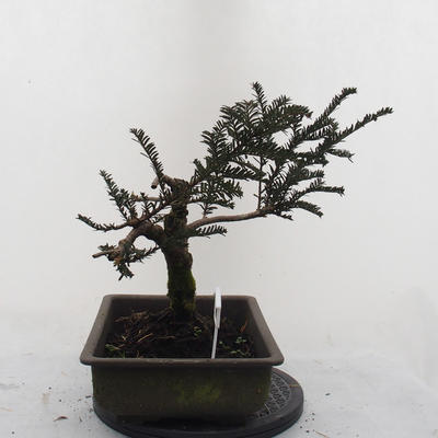 Venkovní bonsa - Malolistý tis - Taxus bacata Adpresa - 2