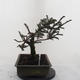 Venkovní bonsa - Malolistý tis - Taxus bacata Adpresa - 2/5
