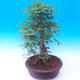 Venkovní bonsai -Javor babyka - Acer campestre - 2/5