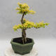 Pokojová bonsai -Ligustrum Aurea - Ptačí zob - 2/5