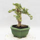 Pokojová bonsai -Ligustrum Variegata - Ptačí zob - 2/6