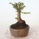 Venkovní bonsai - Ulmus parvifolia SAIGEN - Malolistý jilm - 2/4