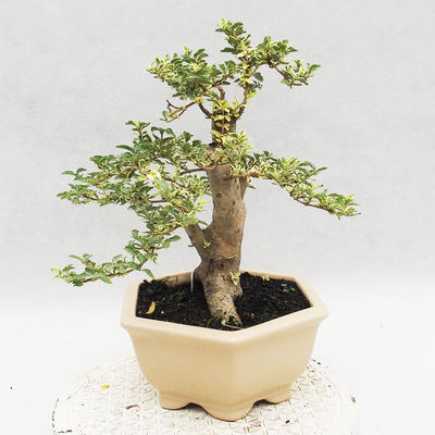 Pokojová bonsai -Ligustrum Variegata - Ptačí zob - 2
