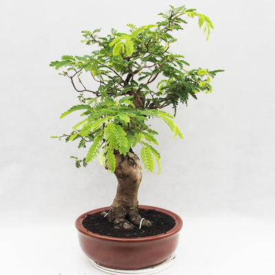 Pokojová bonsai -Phyllanthus Niruri- Smuteň - 2