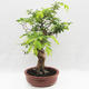 Pokojová bonsai -Phyllanthus Niruri- Smuteň - 2/6