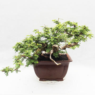 Pokojová bonsai -Phyllanthus Niruri- Smuteň - 2