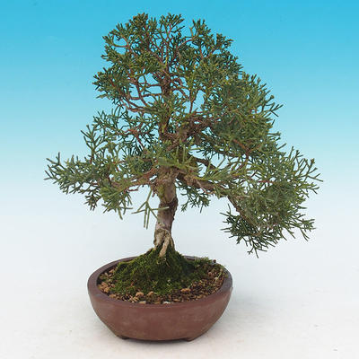 Venkovní bonsai - Juniperus chinensis -Jalovec čínský - 2
