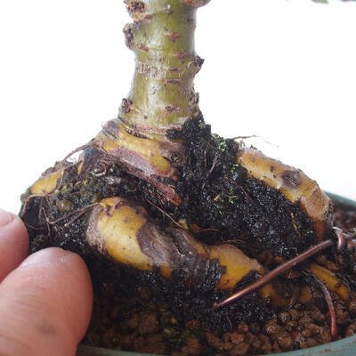 Venkovní bonsai - Ulmus parvifolia SAIGEN - Malolistý jilm - 2