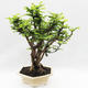 Pokojová bonsai -Phyllanthus Niruri- Smuteň - 2/5