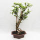 Pokojová bonsai -Phyllanthus Niruri- Smuteň - 2/6