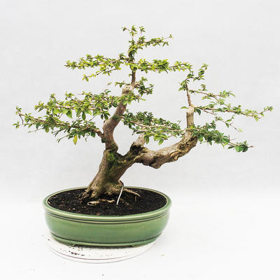 Pokojová bonsai - Cudrania equisetifolia - 2