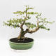 Pokojová bonsai - Cudrania equisetifolia - 2/5