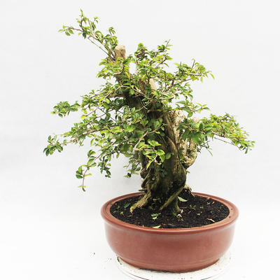Pokojová bonsai - Cudrania equisetifolia - 2