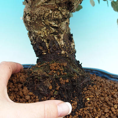 Venkovní bonsai - Korkový dub VB14226 - 2