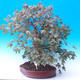 Venkovní bonsai -Javor babyka - Acer campestre - 2/7