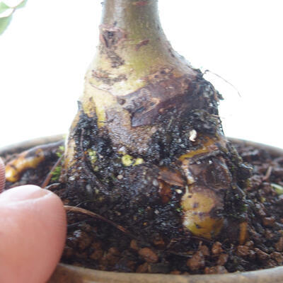 Venkovní bonsai - Ulmus parvifolia SAIGEN - Malolistý jilm - 2