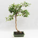 Pokojová bonsai - Australská třešeň - Eugenia uniflora - 2/4