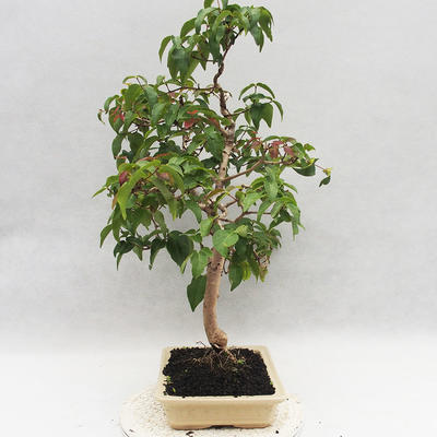 Pokojová bonsai - Australská třešeň - Eugenia uniflora - 2