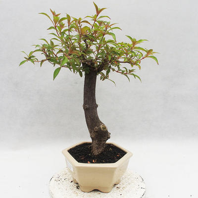 Pokojová bonsai - Hamelia patent - 2