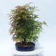 Acer palmatum - Javor dlanitolistý - lesík - 2/5