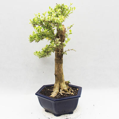 Pokojová bonsai - Duranta erecta Variegata - 2