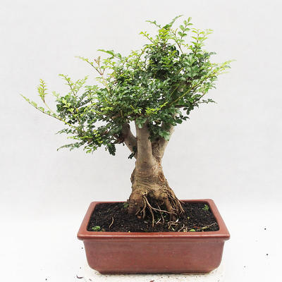 Pokojová bonsai - Fraxinus uhdeii - pokojový Jasan - 2