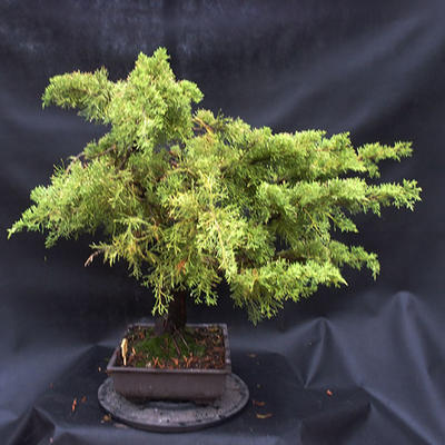 Jalovec - Juniperus sabina NO-22 - 2