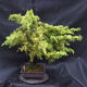 Jalovec - Juniperus sabina NO-22 - 2/7