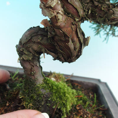 Venkovní bonsai - Jalovec čínský VB14230 - 2