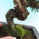 Venkovní bonsai - Jalovec čínský VB14230 - 2/2
