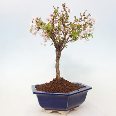 Venkovní bonsai - Prunus incisa Kojou-no mai-Slivoň vyříznutá - 2