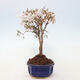 Venkovní bonsai - Prunus incisa Kojou-no mai-Slivoň vyříznutá - 2/6
