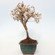Venkovní bonsai - Prunus incisa Kojou-no mai-Slivoň vyříznutá - 2/6