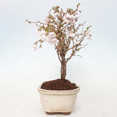 Venkovní bonsai - Prunus incisa Kojou-no mai-Slivoň vyříznutá - 2