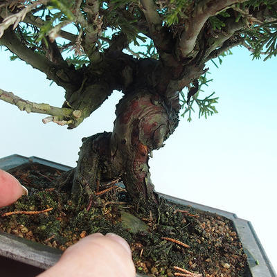Venkovní bonsai - Jalovec čínský VB14231 - 2