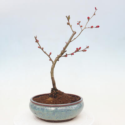 Venkovní bonsai - Chaneomeles sup. Nicoline - kdoulovec - 2