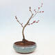 Venkovní bonsai - Chaneomeles sup. Nicoline - kdoulovec - 2/4