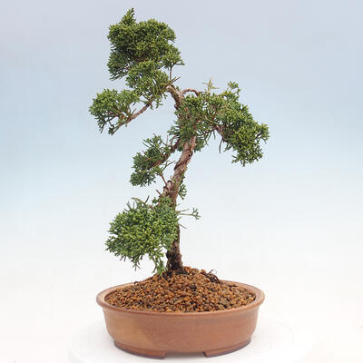 Venkovní bonsai - Juniperus chinensis Kishu -Jalovec čínský - 2
