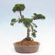 Venkovní bonsai - Juniperus chinensis Kishu -Jalovec čínský - 2/4
