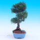 Venkovní bonsai -Borovice  drobnokvětá - Pinus parviflora glauca - 2/7