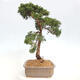 Venkovní bonsai - Juniperus chinensis Kishu -Jalovec čínský - 2/4