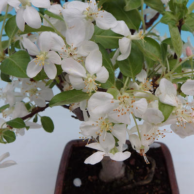 Venkovní bonsai -Malus halliana Maloplodá jabloň - 2