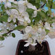 Venkovní bonsai -Malus halliana Maloplodá jabloň - 2/4