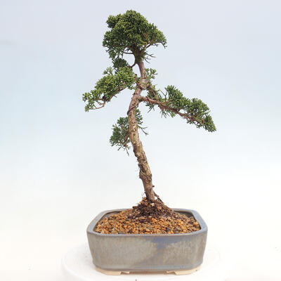 Venkovní bonsai - Juniperus chinensis Kishu -Jalovec čínský - 2