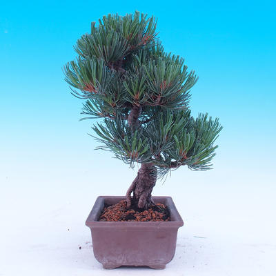 Venkovní bonsai -Borovice  drobnokvětá - Pinus parviflora glauca - 2